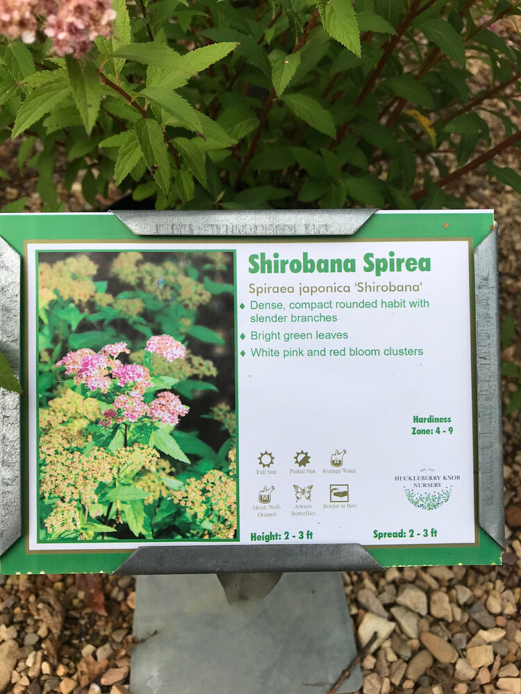 Shirobana Spirea