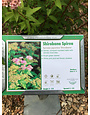 Shirobana Spirea