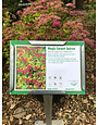 Magic Carpet Spirea 3G