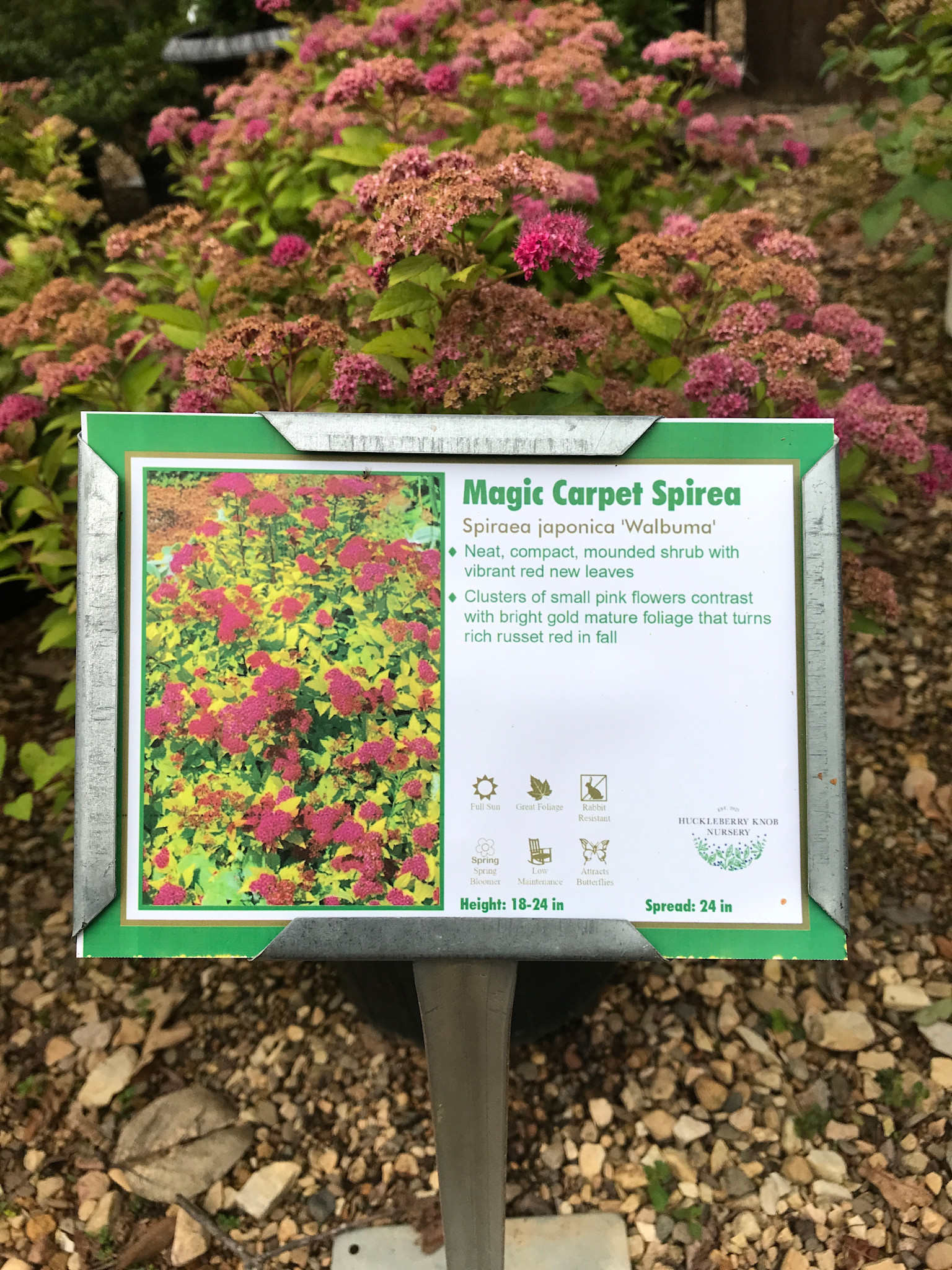 Magic Carpet Spirea 3G