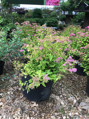 Spirea, Spiraea japonica 'Lemon Princess' 3G