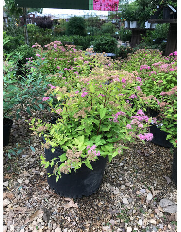 Spirea, Spiraea japonica 'Lemon Princess' 3G