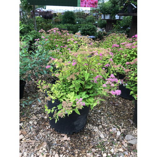 Spirea, Spiraea japonica 'Lemon Princess' 3G