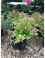 Spirea, Spiraea japonica 'Lemon Princess' 3G