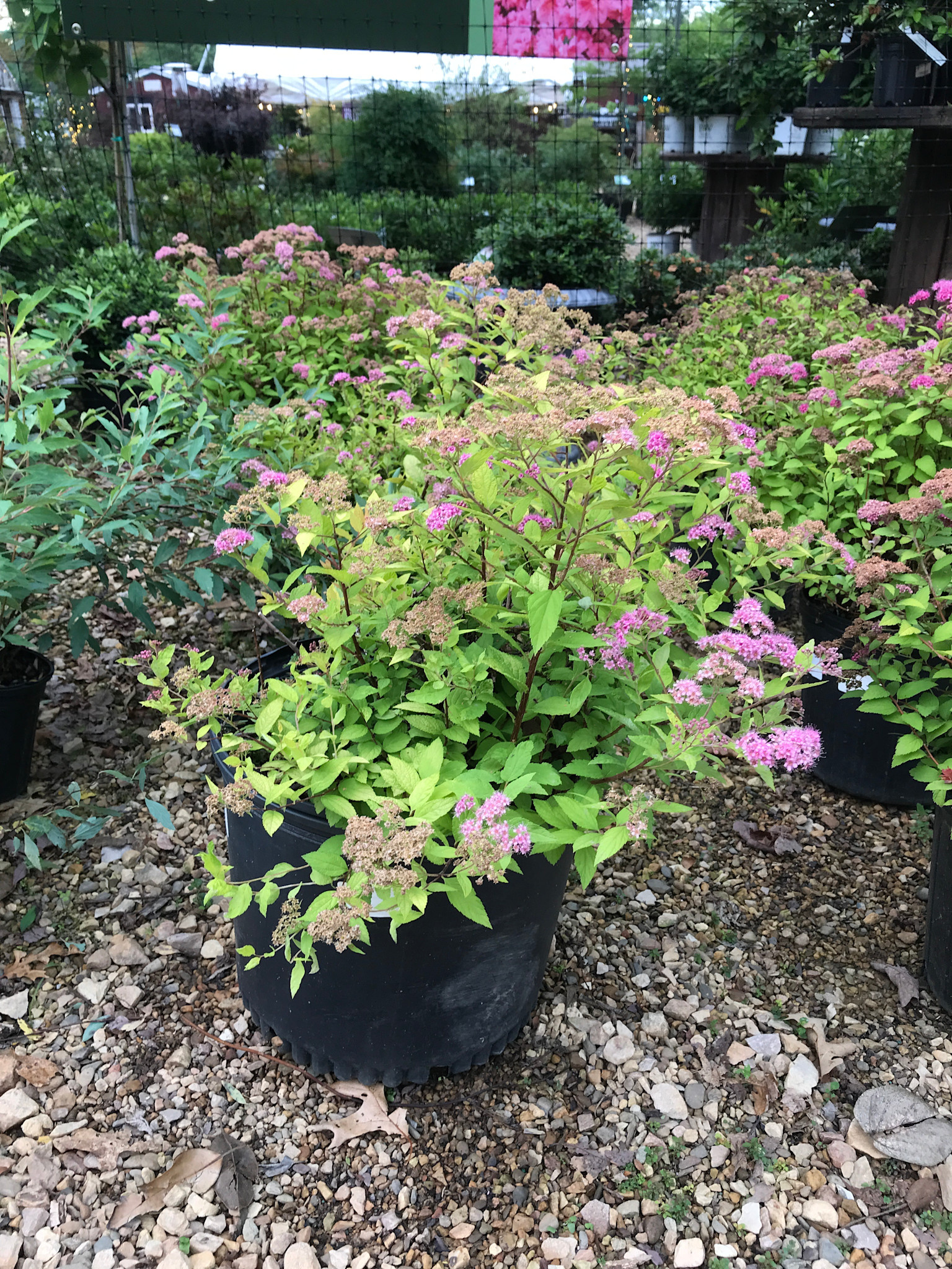 Spirea, Spiraea japonica 'Lemon Princess' 3G