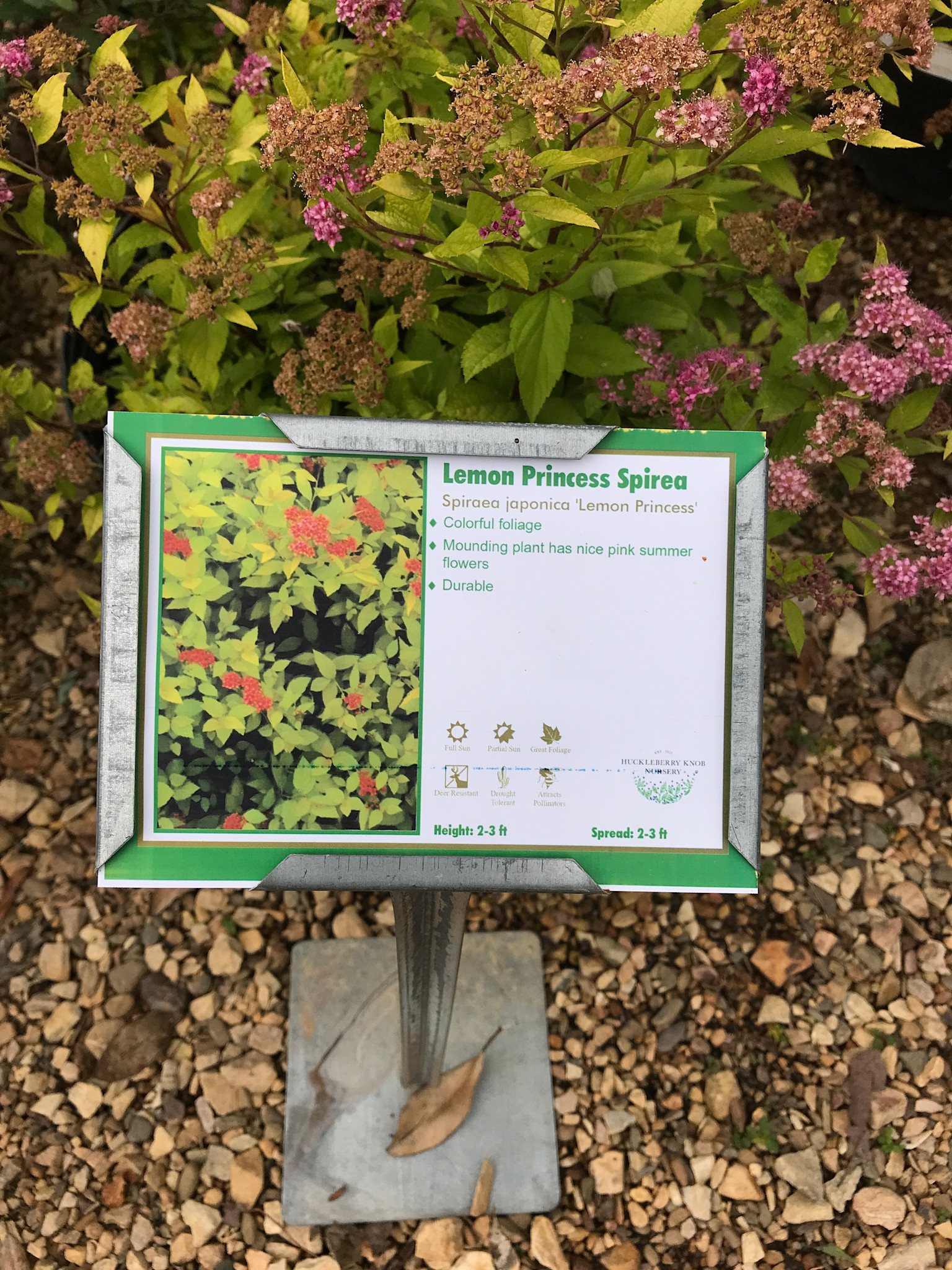 Lemon Princess Spirea 3G