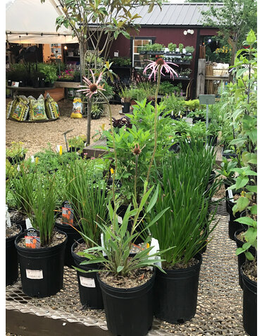 Coneflower, Echinacea pallida 'Pale Purple' 1G
