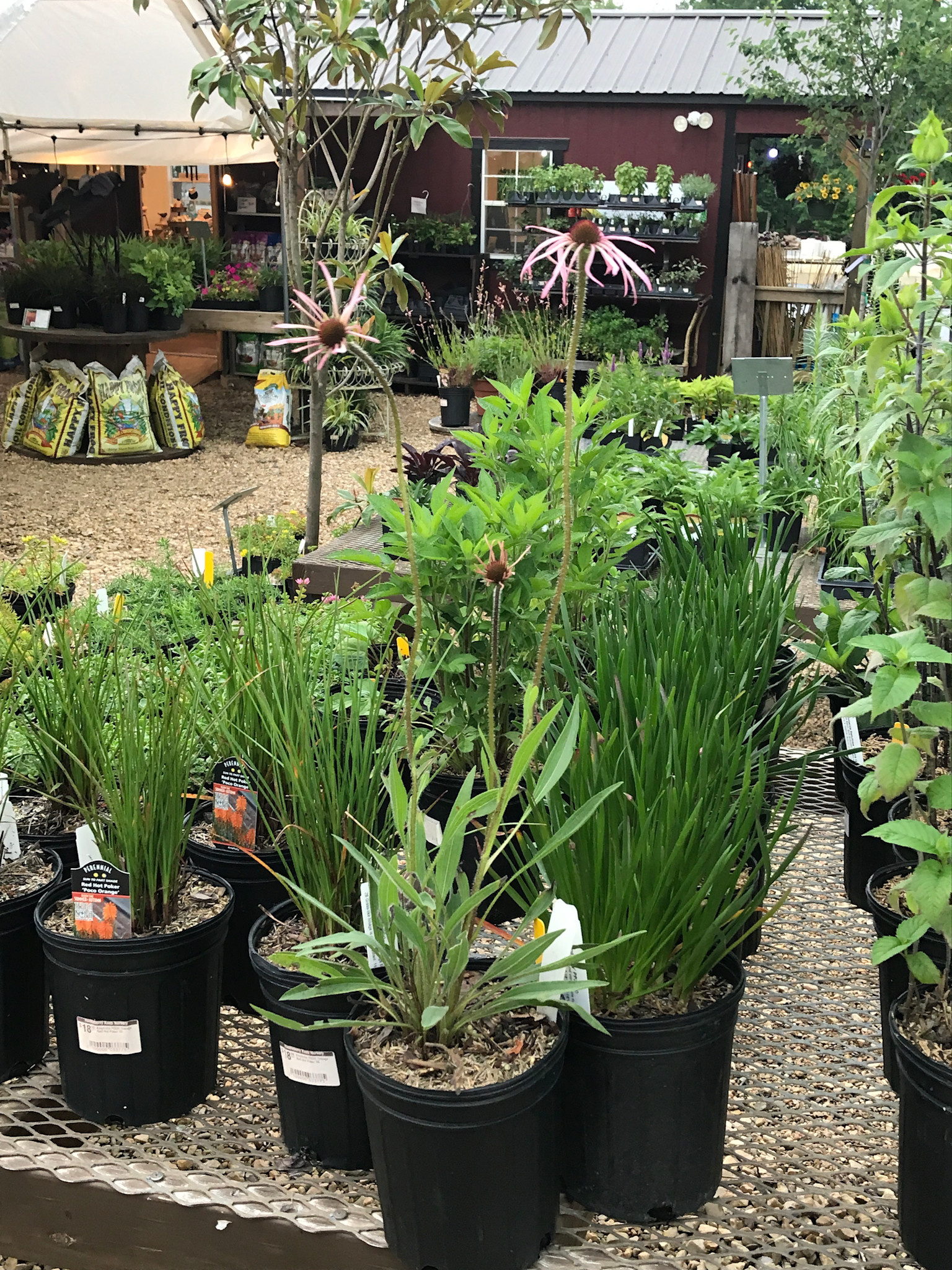 Coneflower, Echinacea pallida 'Pale Purple' 1G