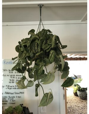 Pothos 'Exotica Silver' Hanging Basket 8"