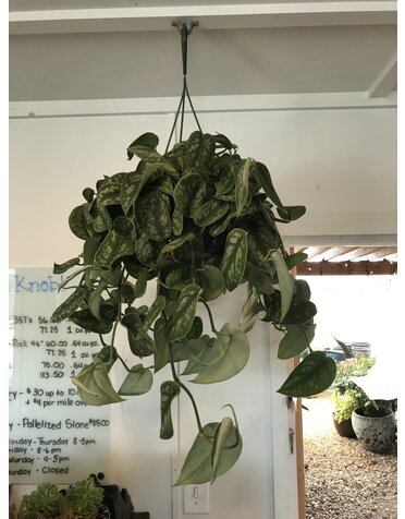 Pothos 'Exotica Silver' Hanging Basket 8"