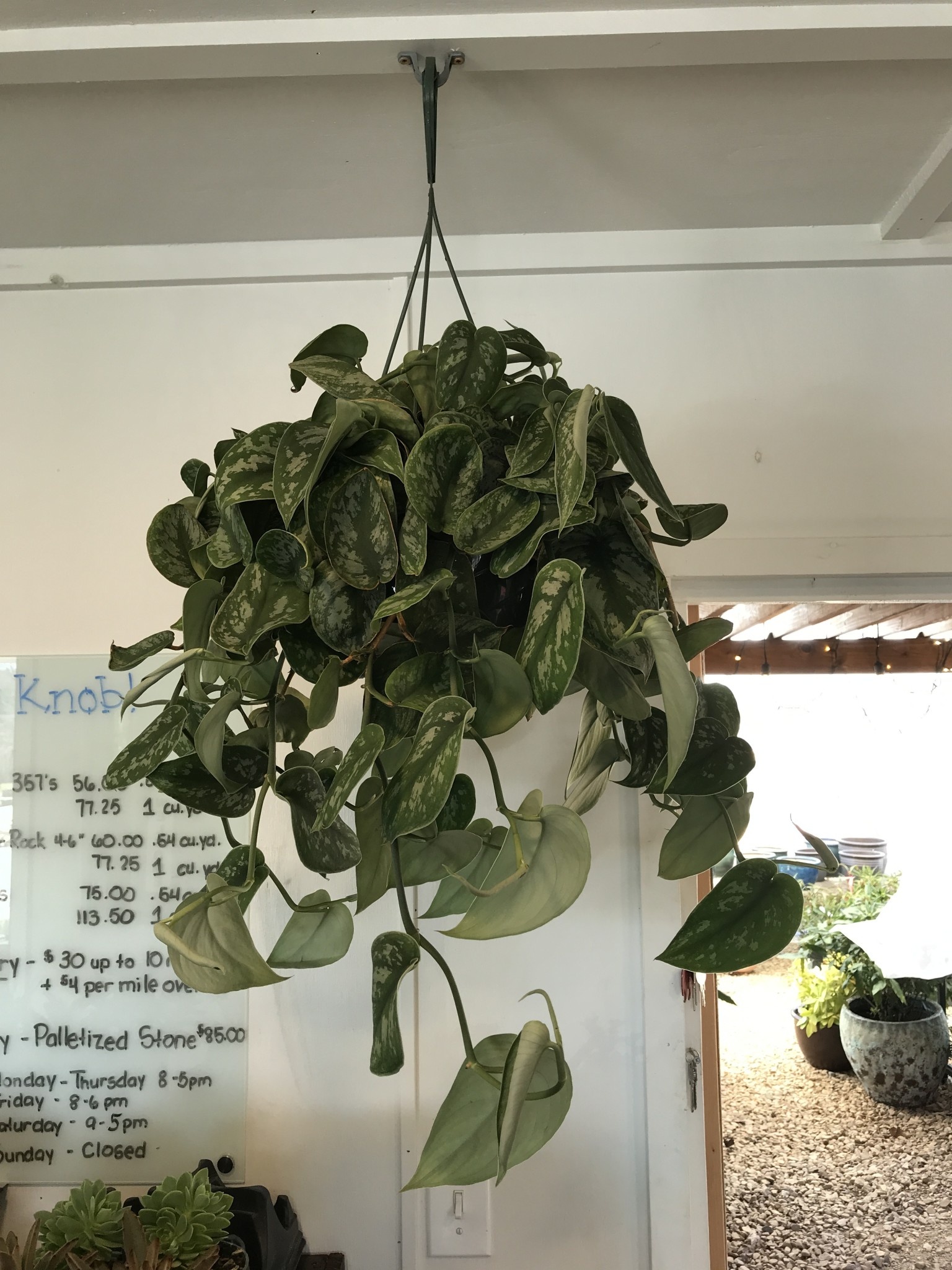 Pothos 'Exotica Silver' Hanging Basket 8"