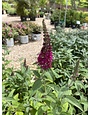 Proven Winner Buddleia x 'Miss Molly' Butterfly Bush PP23425 PW® CC® 3G
