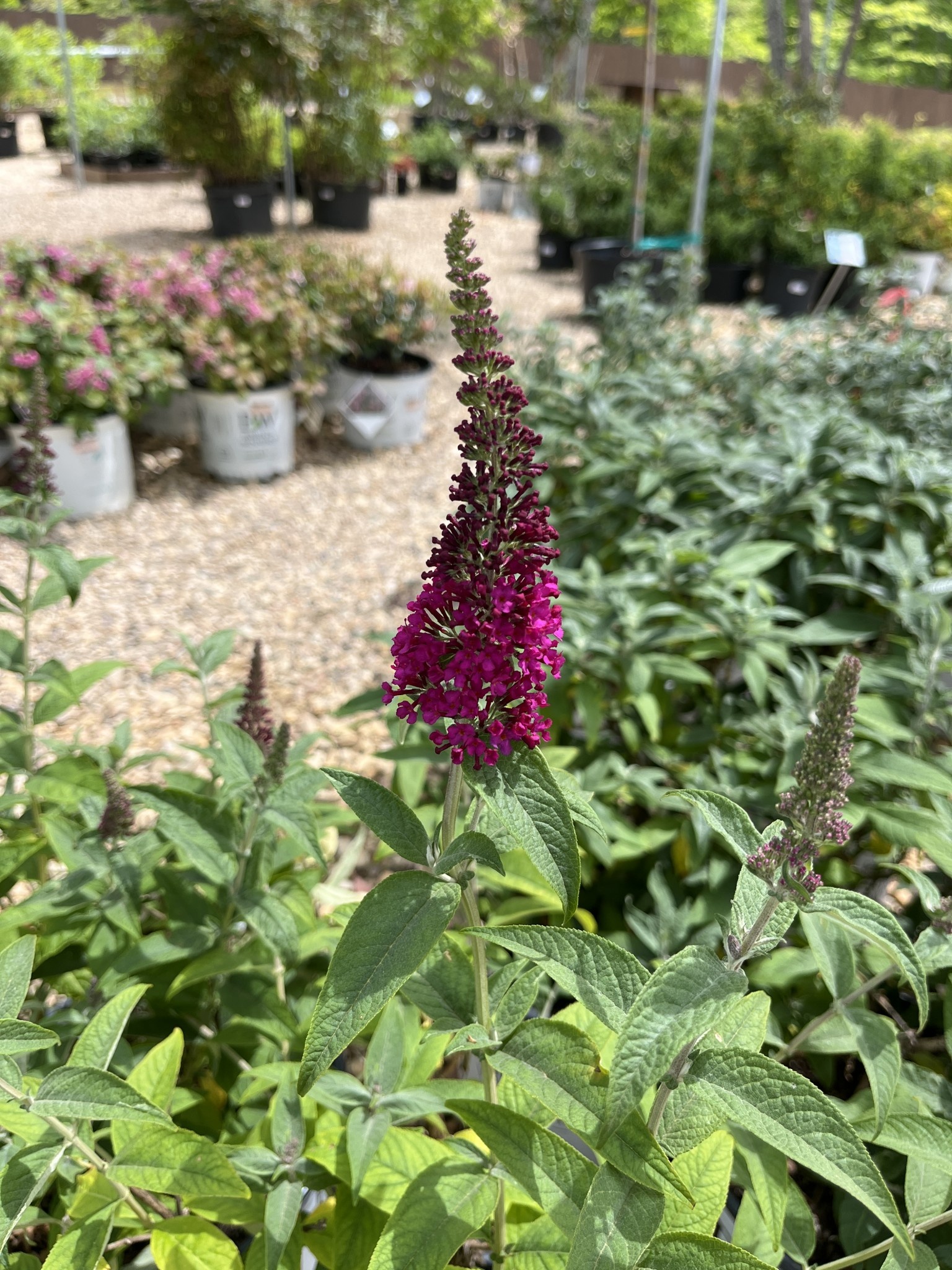 Proven Winner Buddleia x 'Miss Molly' Butterfly Bush PP23425 PW® CC® 3G