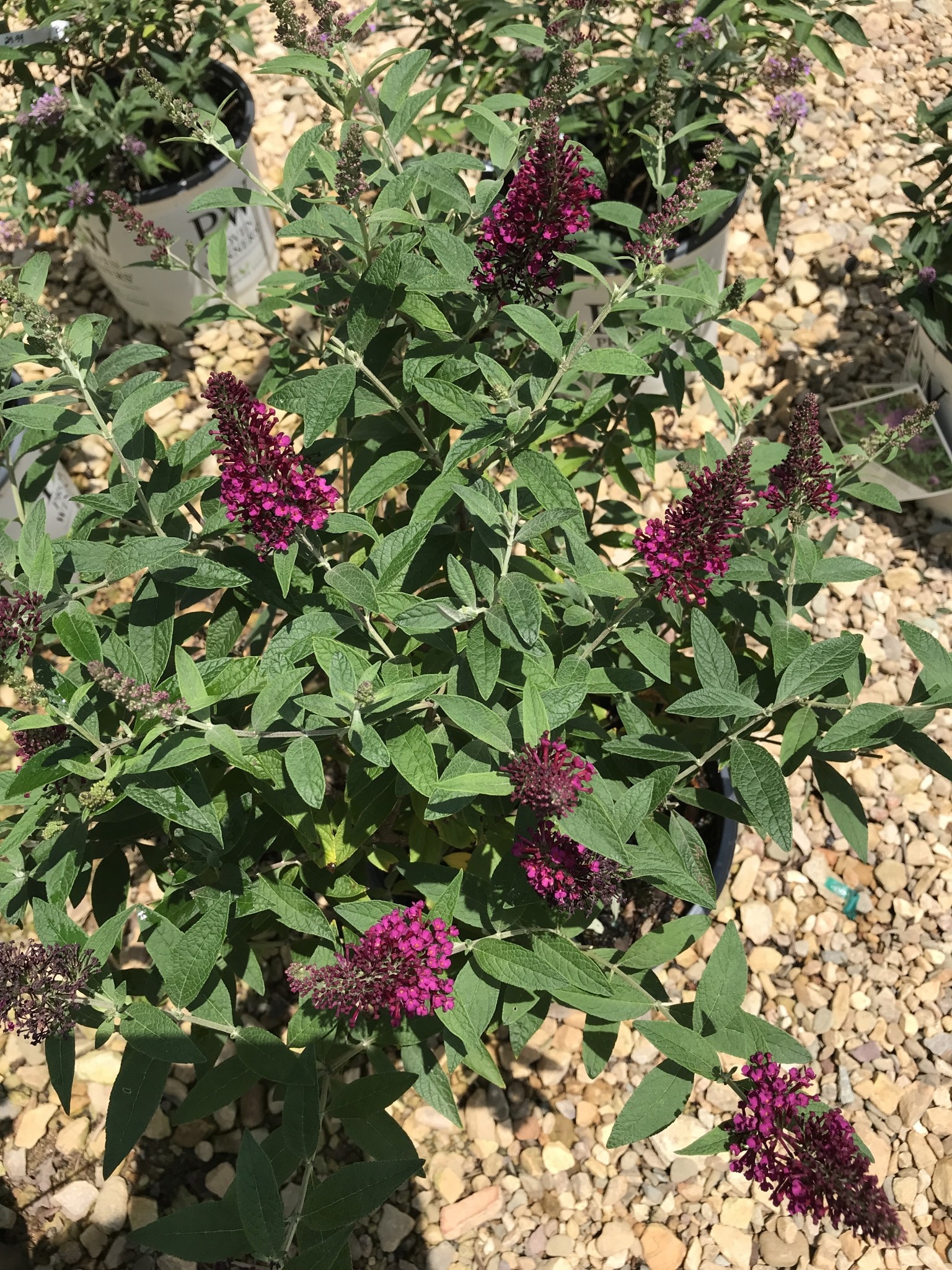 Proven Winner Butterfly Bush, Buddleia x 'Miss Molly' 3G