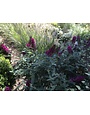 Proven Winner Butterfly Bush, Buddleia x 'Miss Molly' 3G