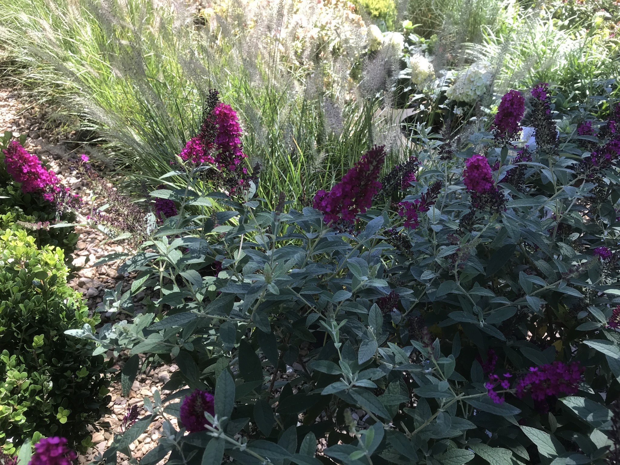 Proven Winner Buddleia x 'Miss Molly' Butterfly Bush PP23425 PW® CC® 3G
