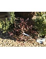 Nandina, Nandina domestica 'Gulf Stream' 3G
