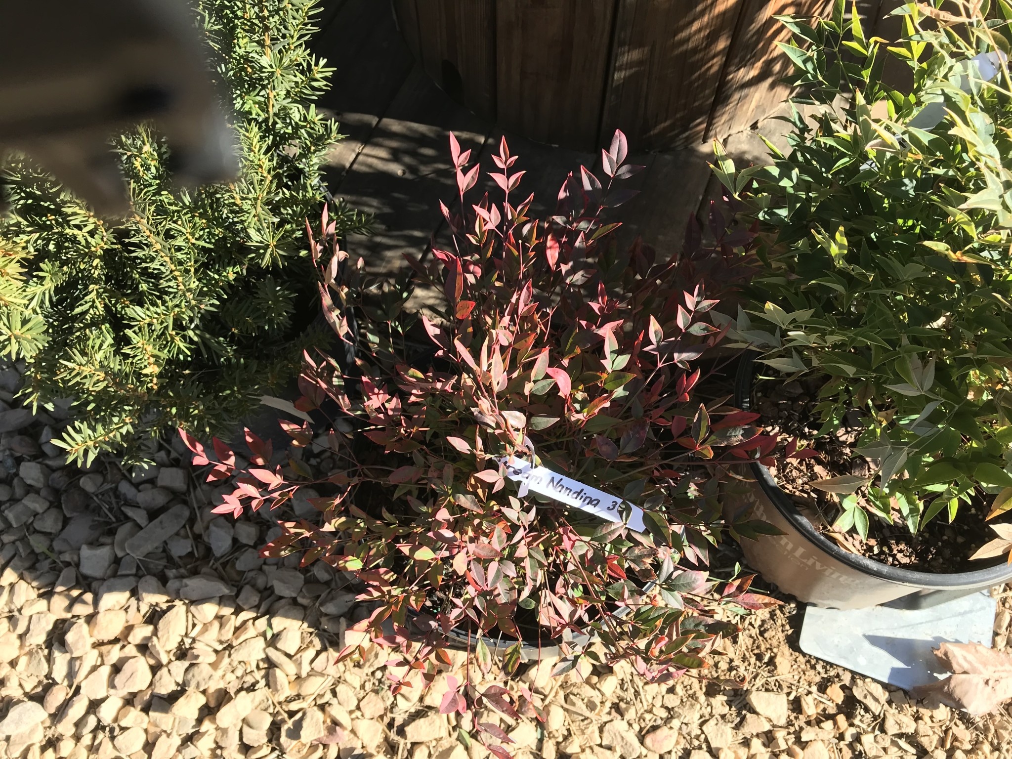 Nandina, Nandina domestica 'Gulf Stream' 3G