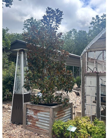 Magnolia, Magnolia grandiflora 'Little Gem' Southern 45G