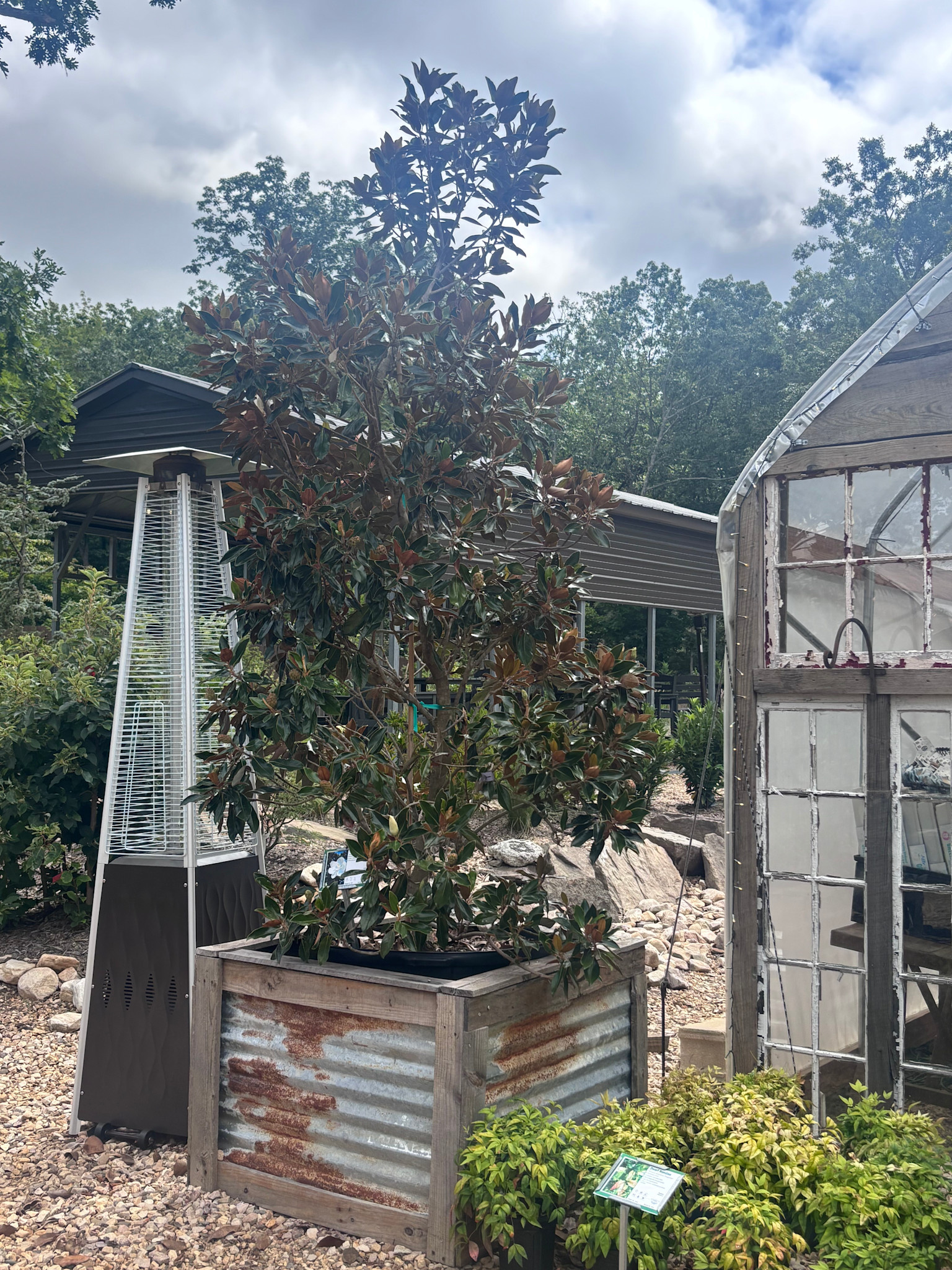 Magnolia, Magnolia grandiflora 'Little Gem' Southern 45G