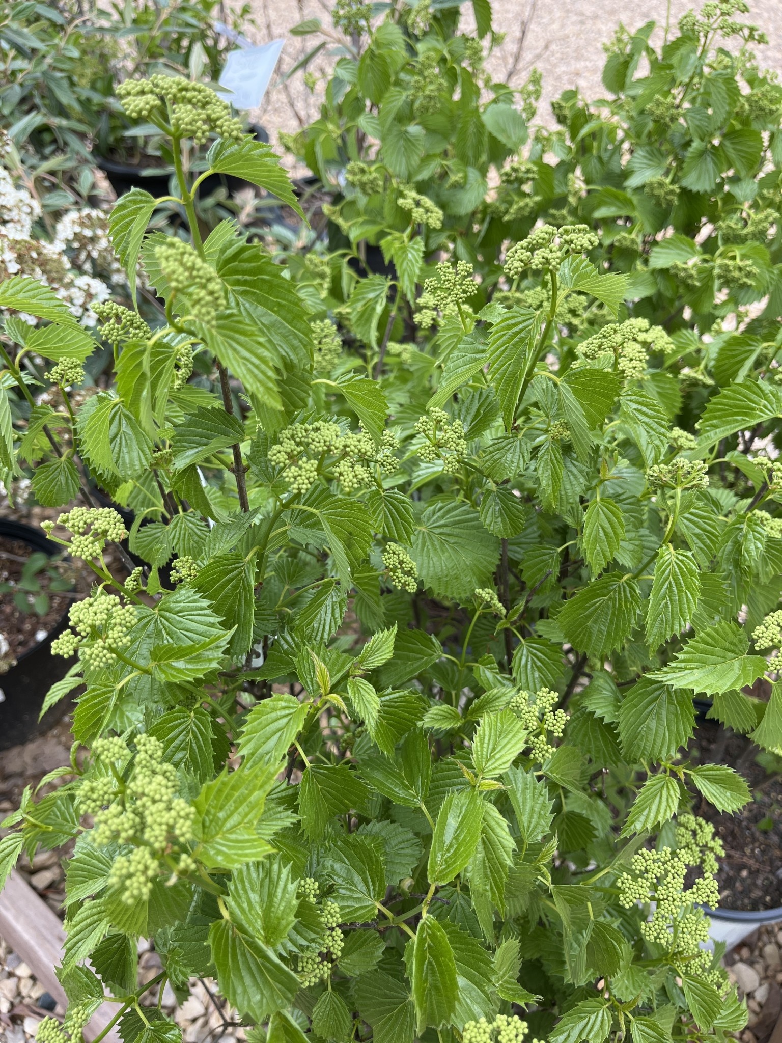 Proven Winner Viburnum, Viburnum Dentatum BLUE MUFFIN® PW® CC® 3G NATIVE