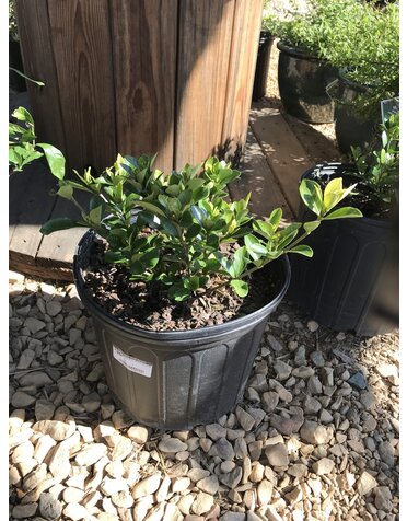 Gardenia, Gardenia Jasminoides 'Kleim's Hardy' 3G