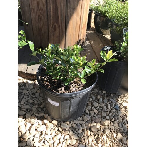 Gardenia, Gardenia Jasminoides 'Kleim's Hardy' 3G