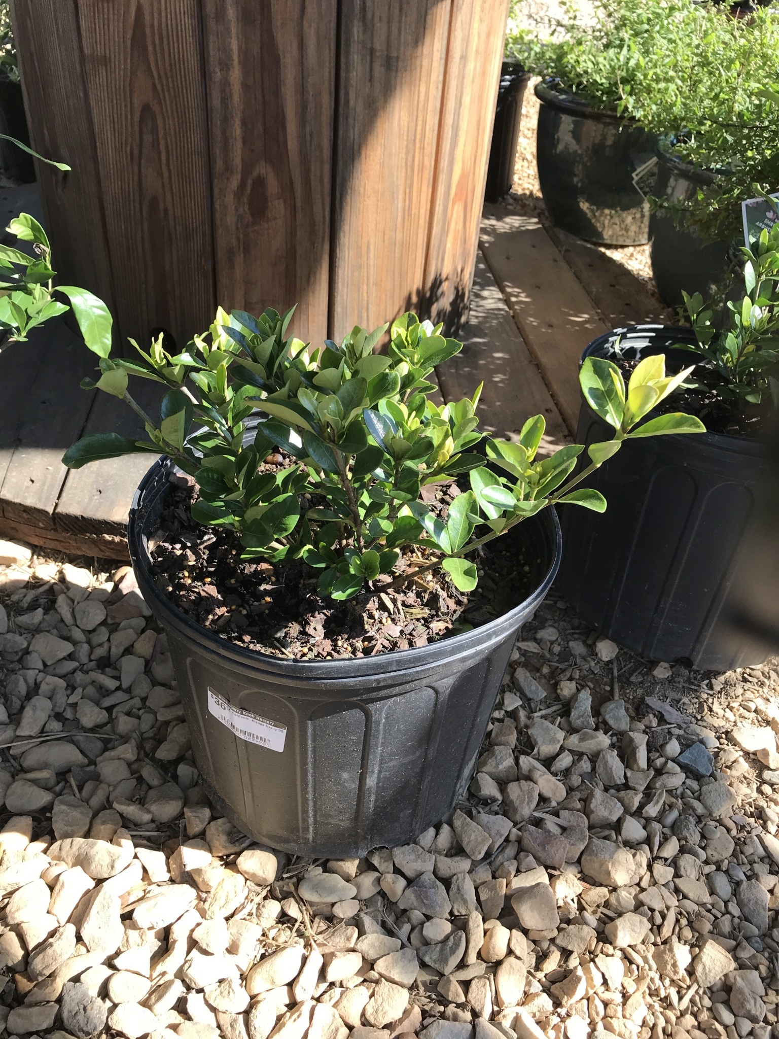 Gardenia, Gardenia Jasminoides 'Kleim's Hardy' 3G