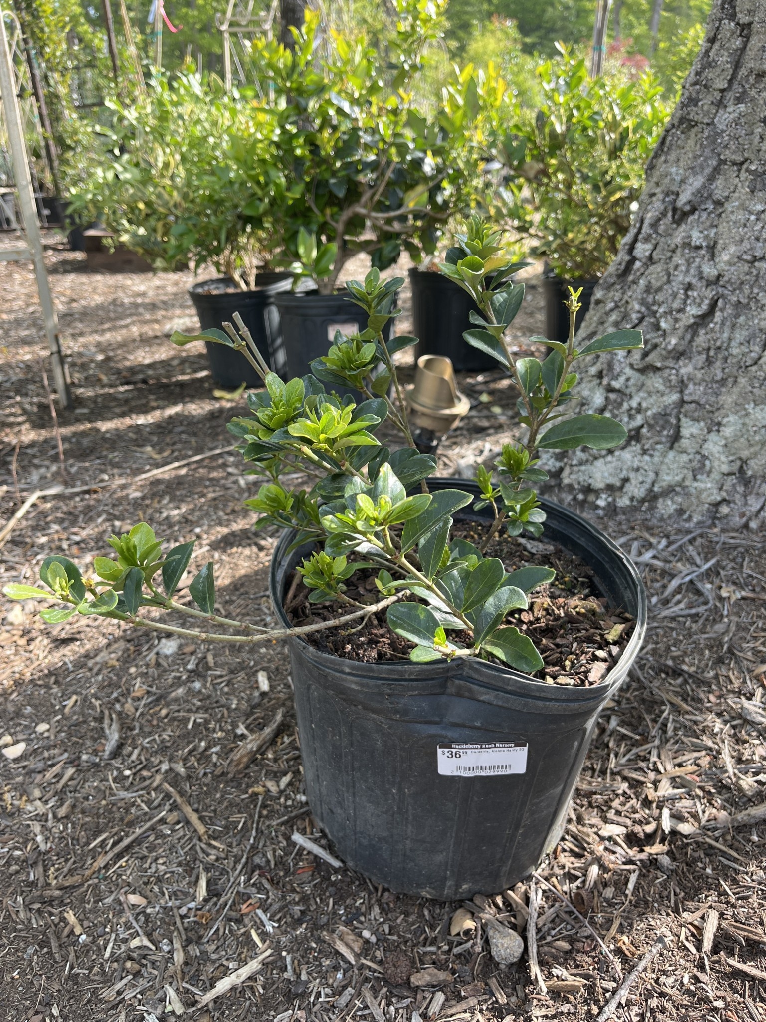 Gardenia, Gardenia Jasminoides 'Kleim's Hardy' 3G