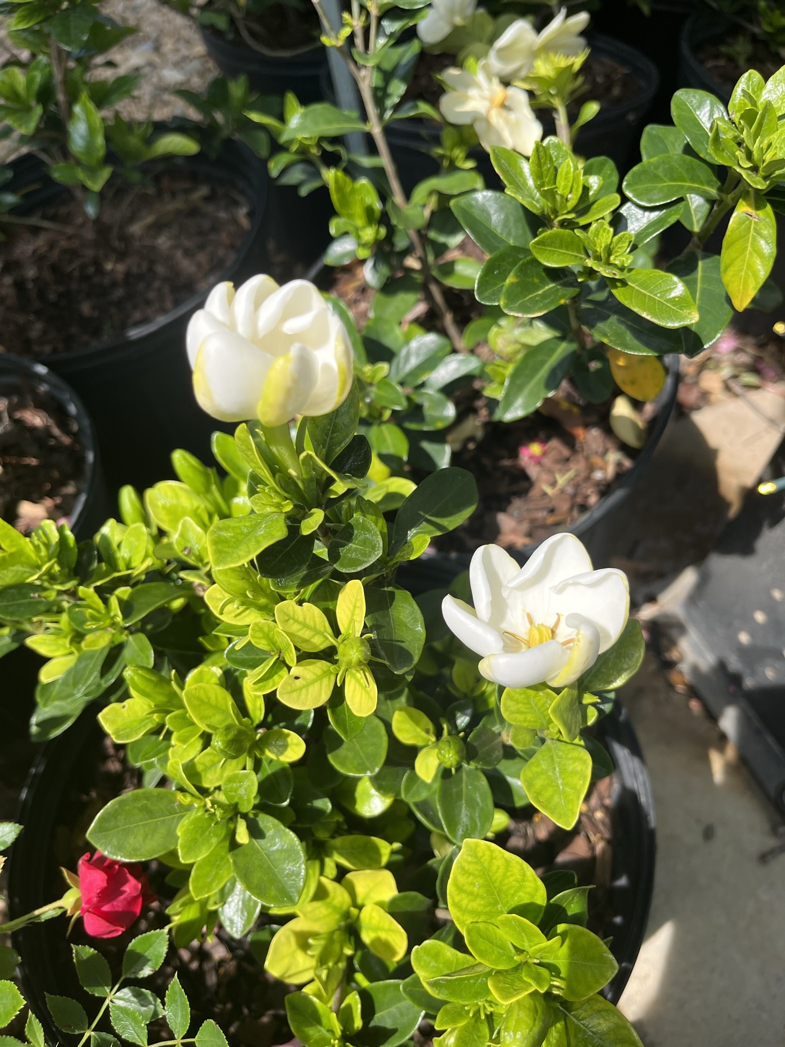 Gardenia, Gardenia Jasminoides 'Kleim's Hardy' 3G