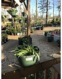Houseplant, Spider Plant 8" Hanging Basket