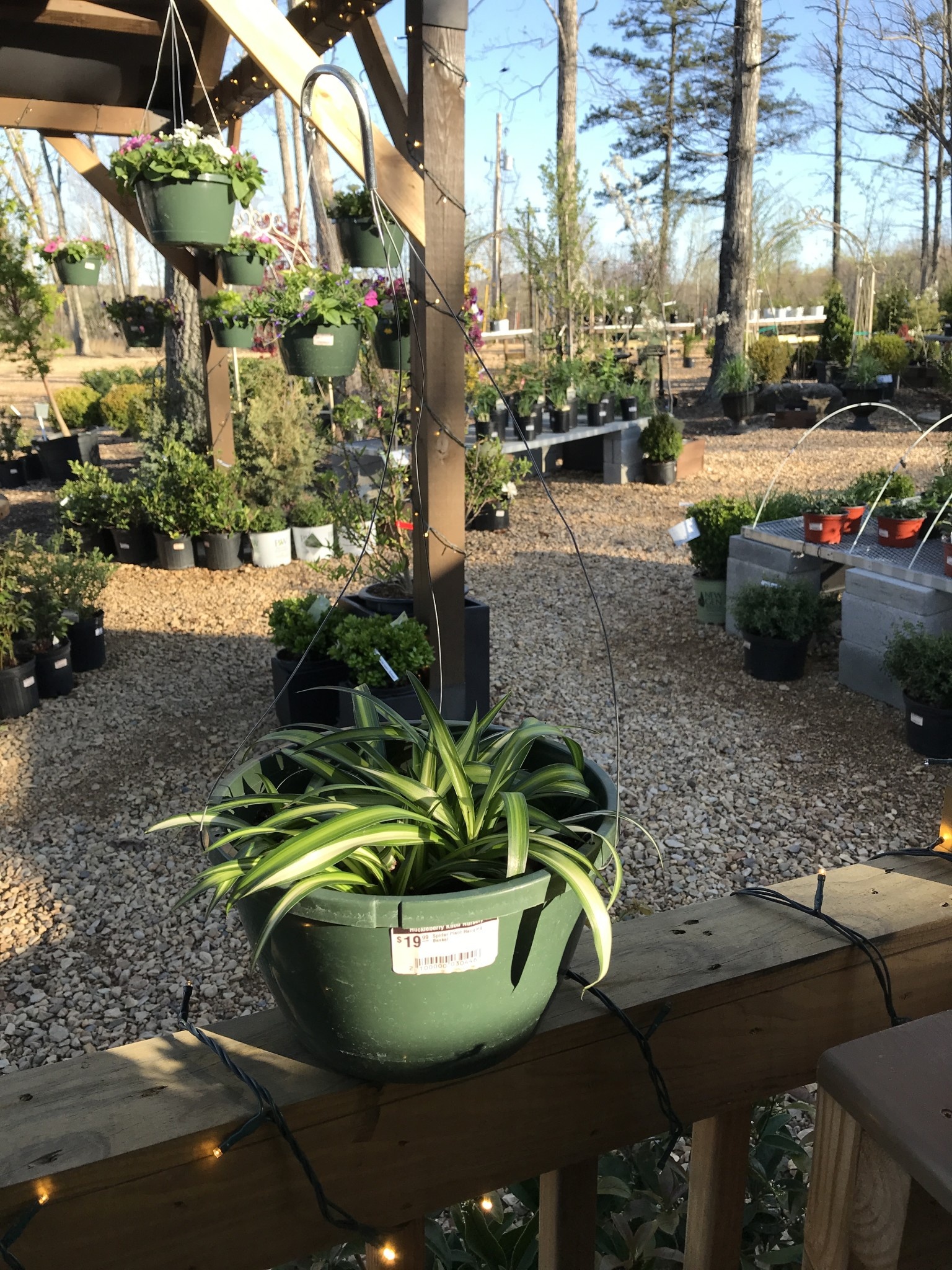 Spider Plant, Chlorophytum comosum 'Spider Plant' 8"HB