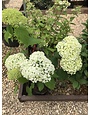 Hydrangea, Hydrangea arborescens 'Annabelle' 3G