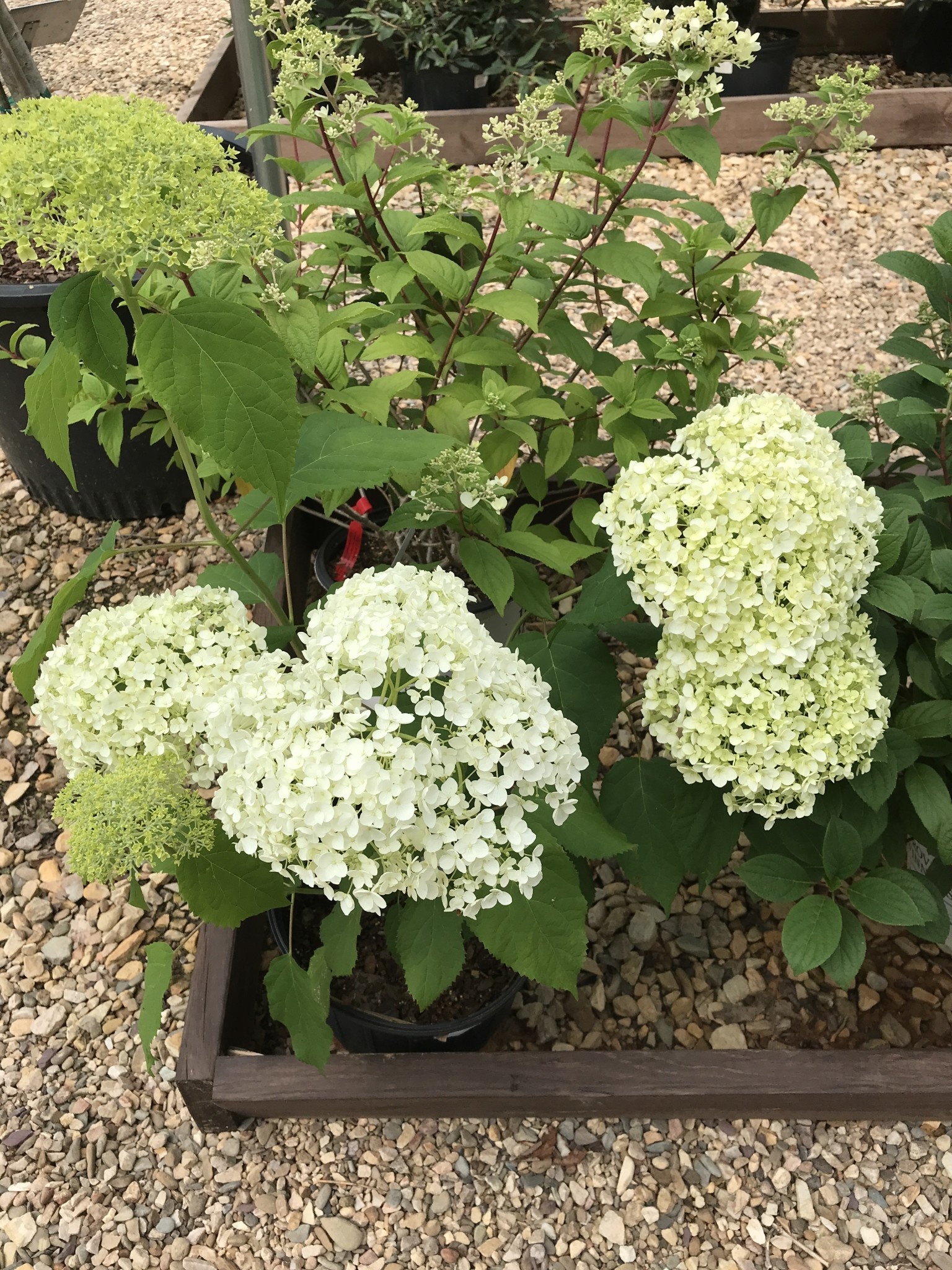 Hydrangea, Hydrangea arborescens 'Annabelle' 3G