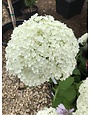 Hydrangea, Hydrangea arborescens 'Annabelle' 3G