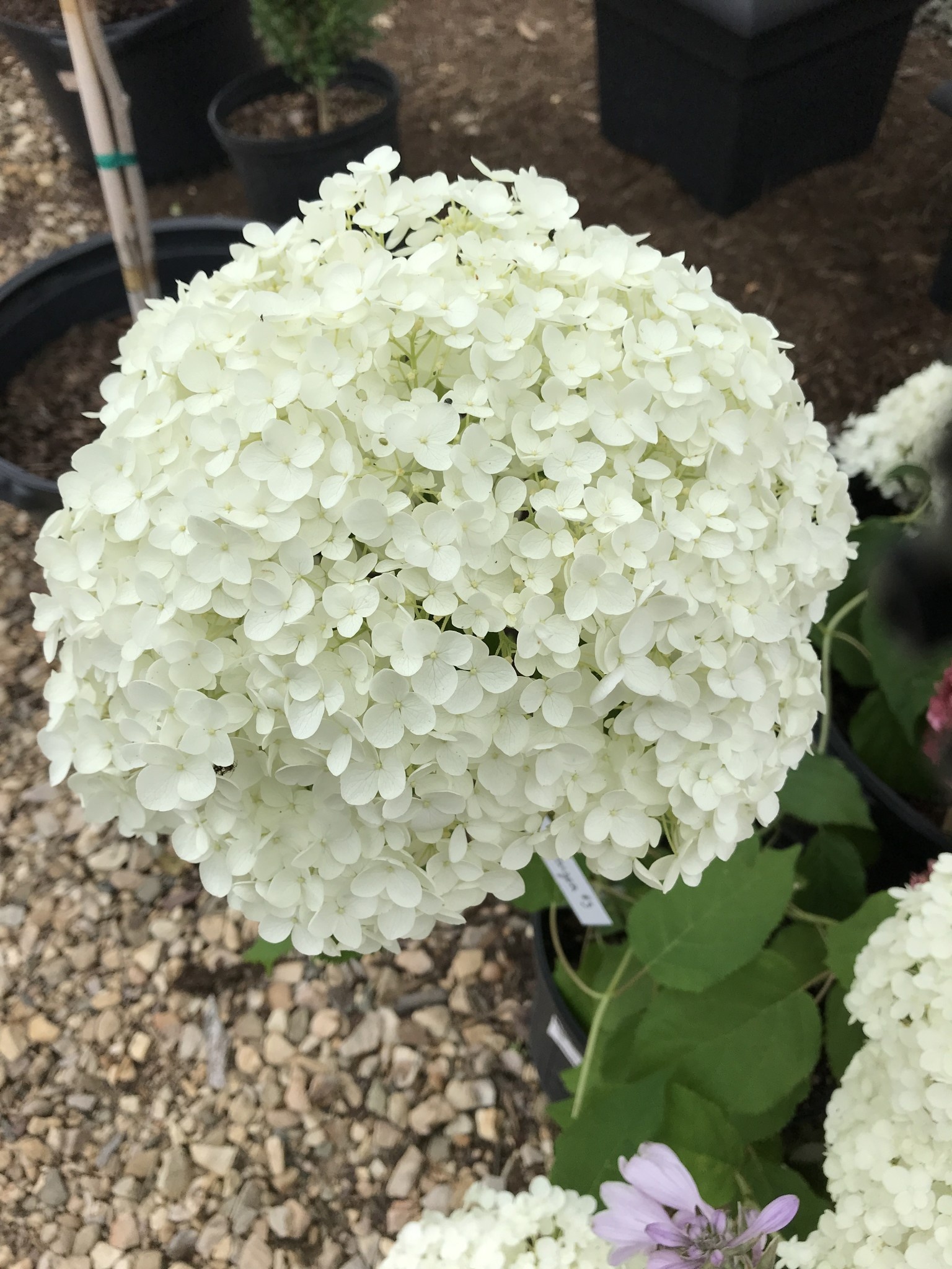 Hydrangea, Hydrangea arborescens 'Annabelle' 3G
