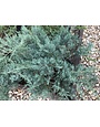 Juniper, Juniperus virginiana 'Grey Owl' 3G NATIVE