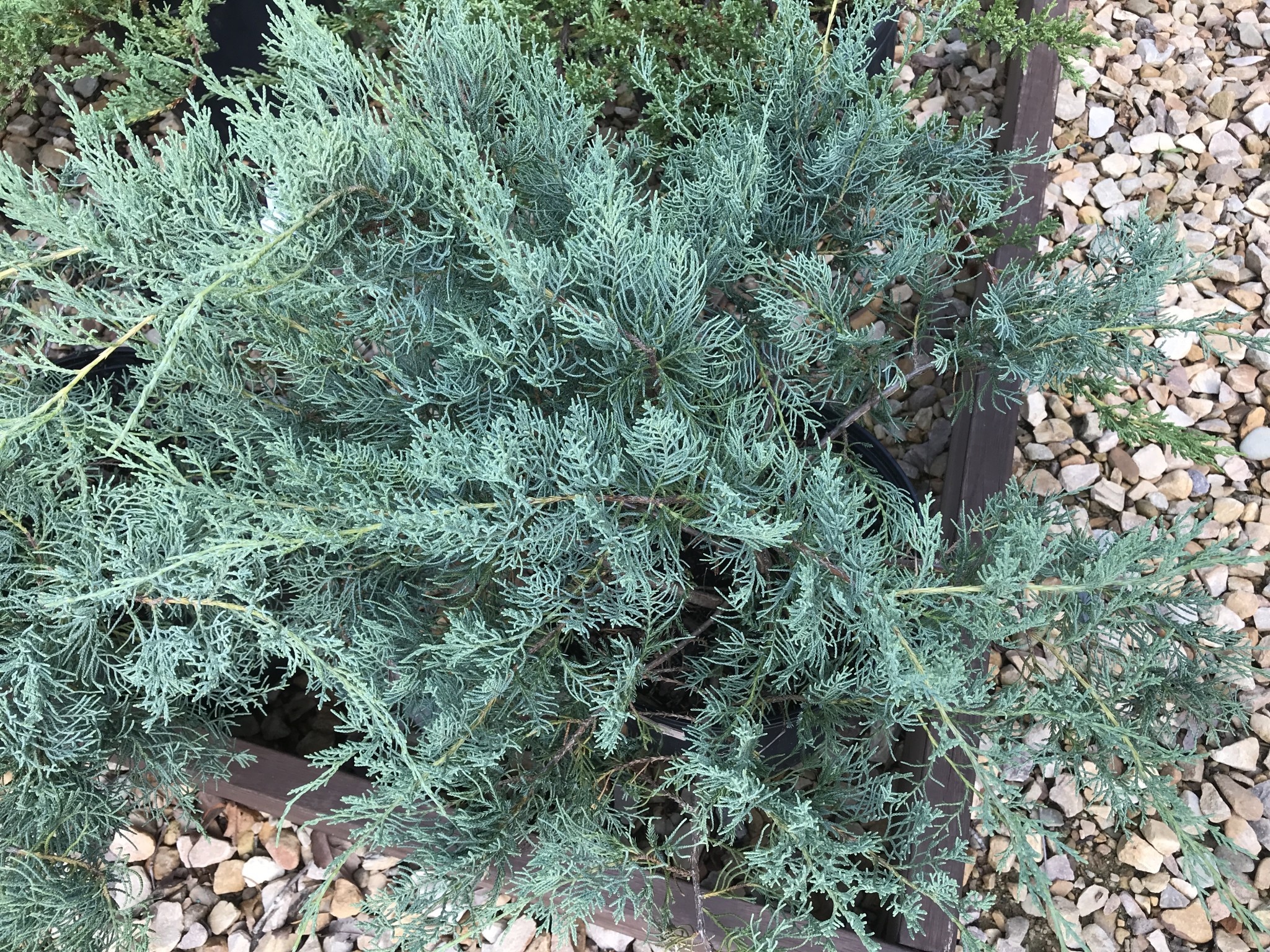 Juniper, Juniperus virginiana 'Grey Owl' 3G NATIVE