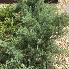 Juniper, Juniperus virginiana 'Grey Owl' 3G NATIVE