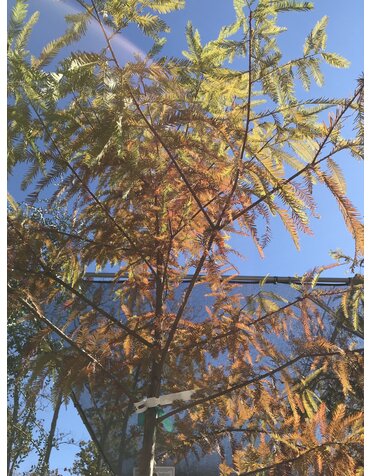 Cypress, Taxodium distichum 'Bald Cypress' 15G NATIVE
