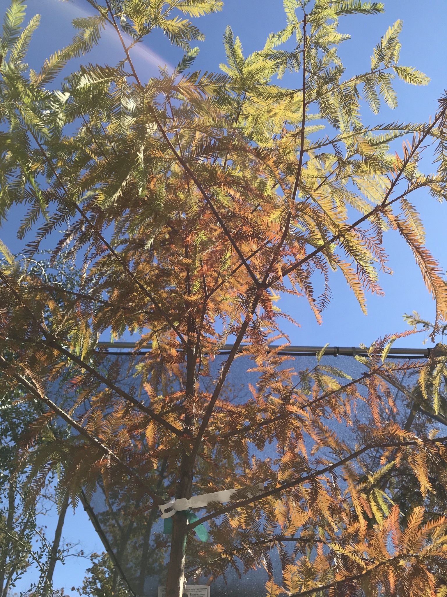 BALD CYPRESS 15G NATIVE