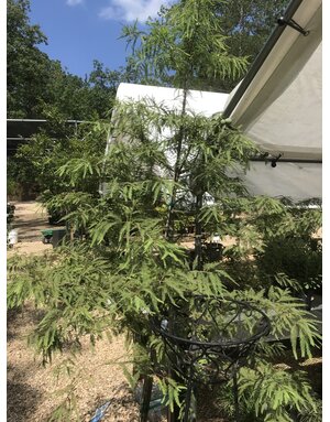 Cypress, Taxodium distichum 'Bald Cypress' 15G NATIVE