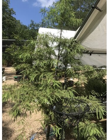 Cypress, Taxodium distichum 'Bald Cypress' 15G NATIVE