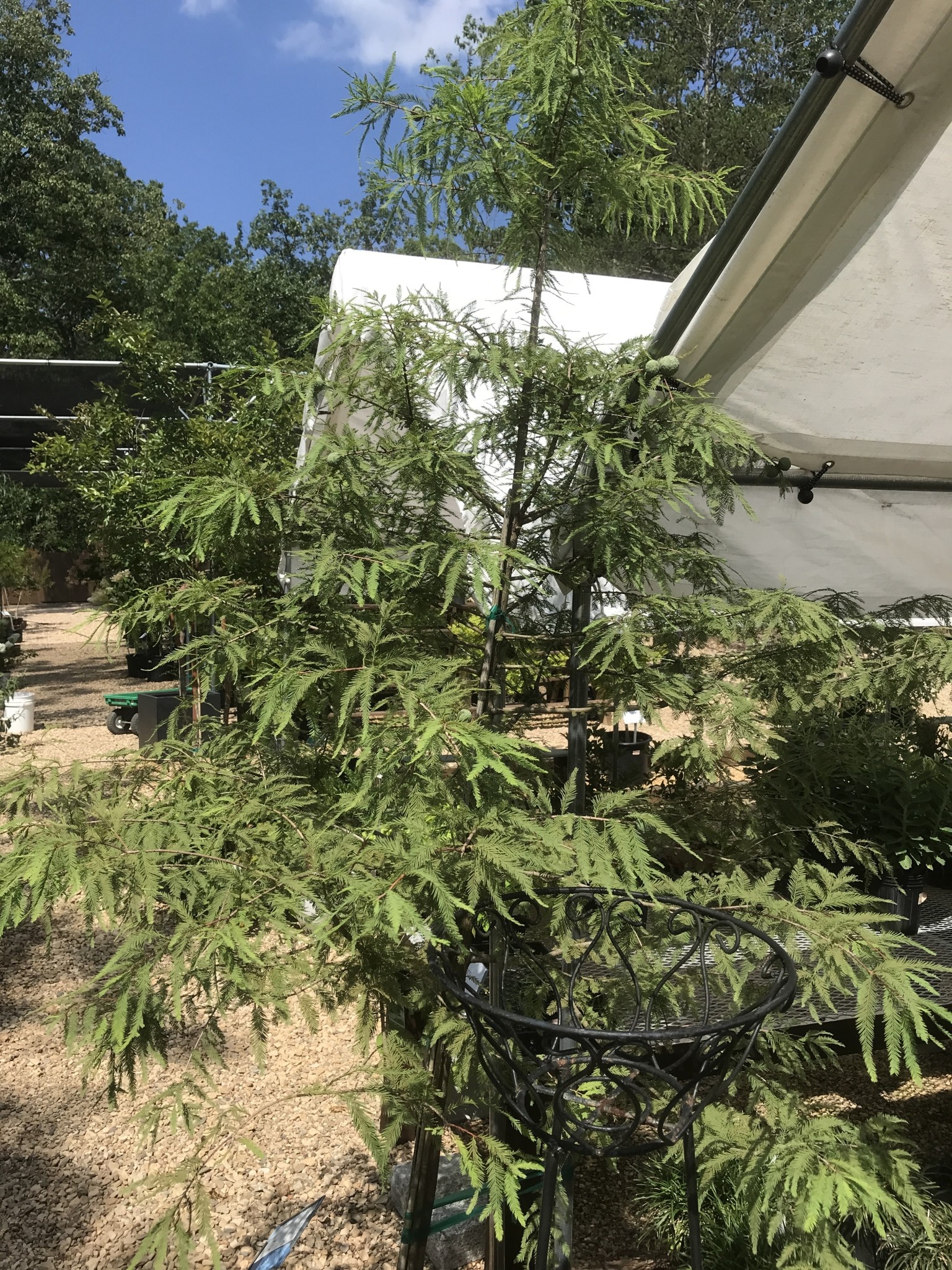 Cypress, Taxodium distichum 'Bald Cypress' 15G NATIVE