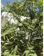 Cypress, Taxodium distichum 'Bald Cypress' 15G NATIVE