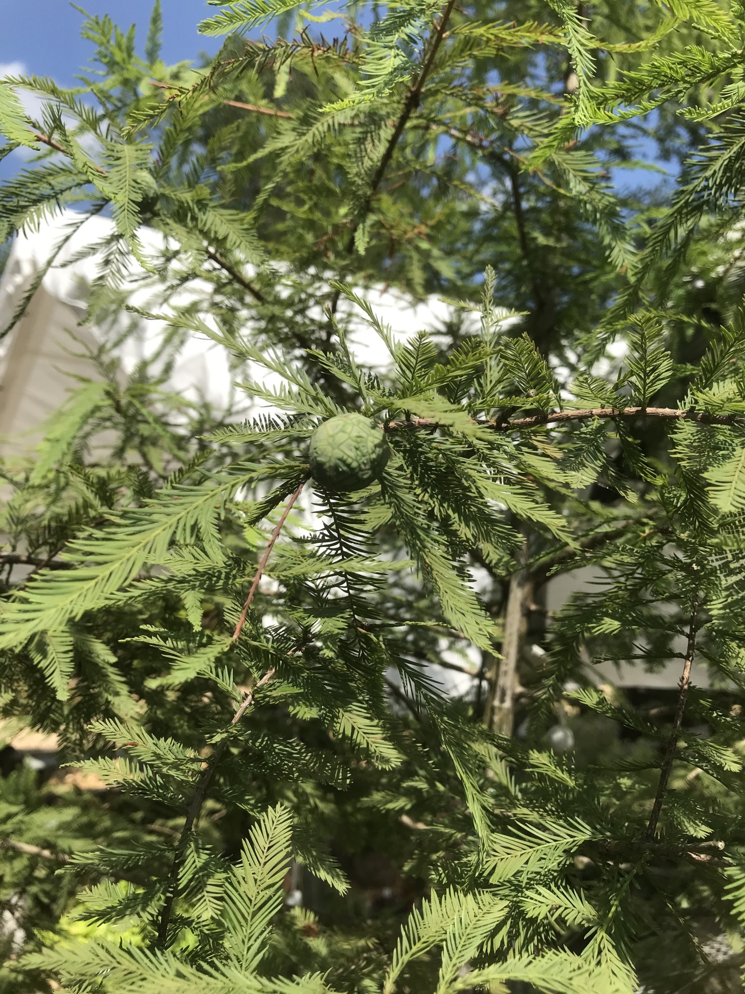 Cypress, Taxodium distichum 'Bald Cypress' 15G NATIVE