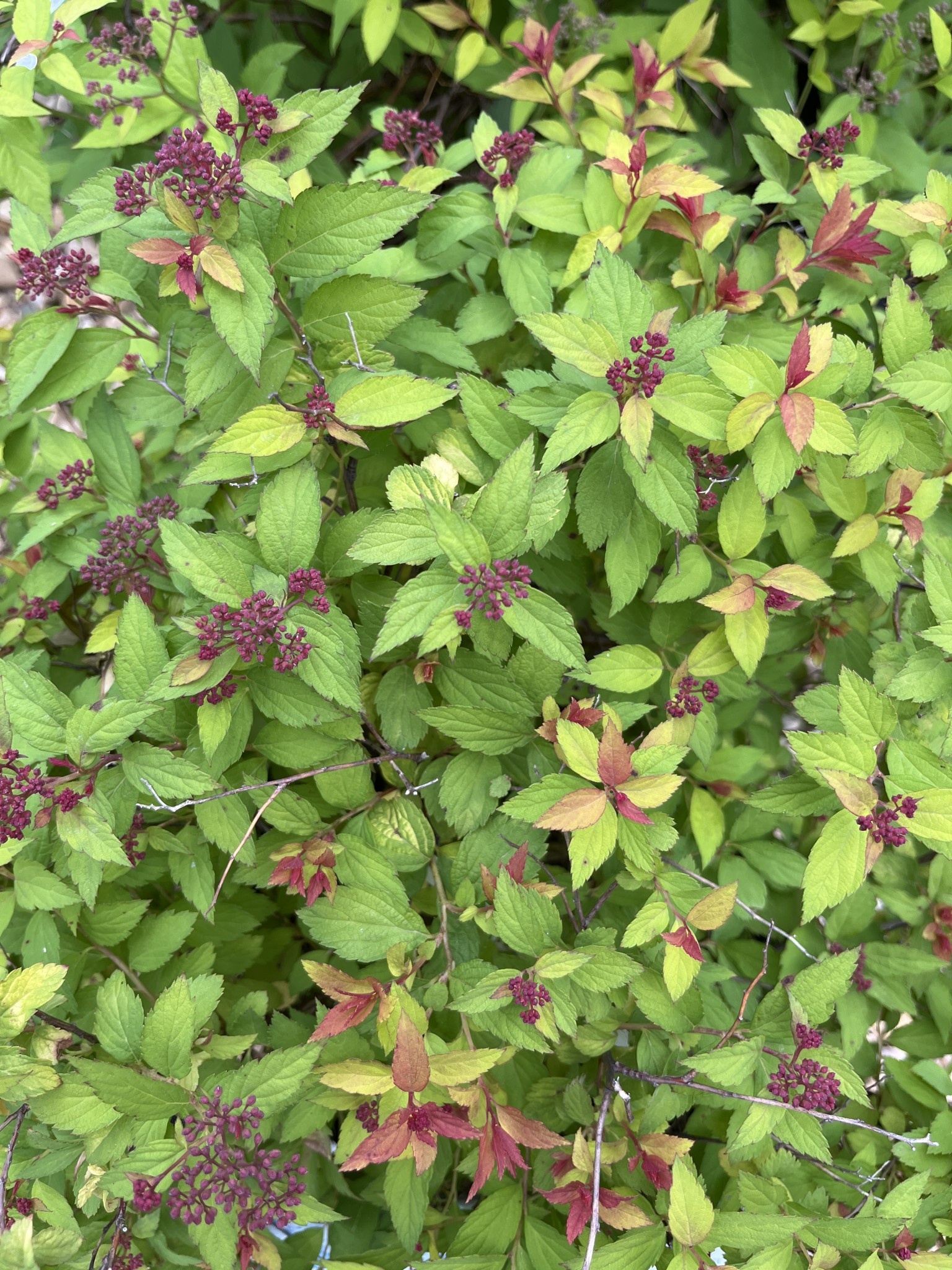 Magic Carpet Spirea