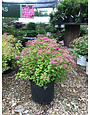 Magic Carpet Spirea