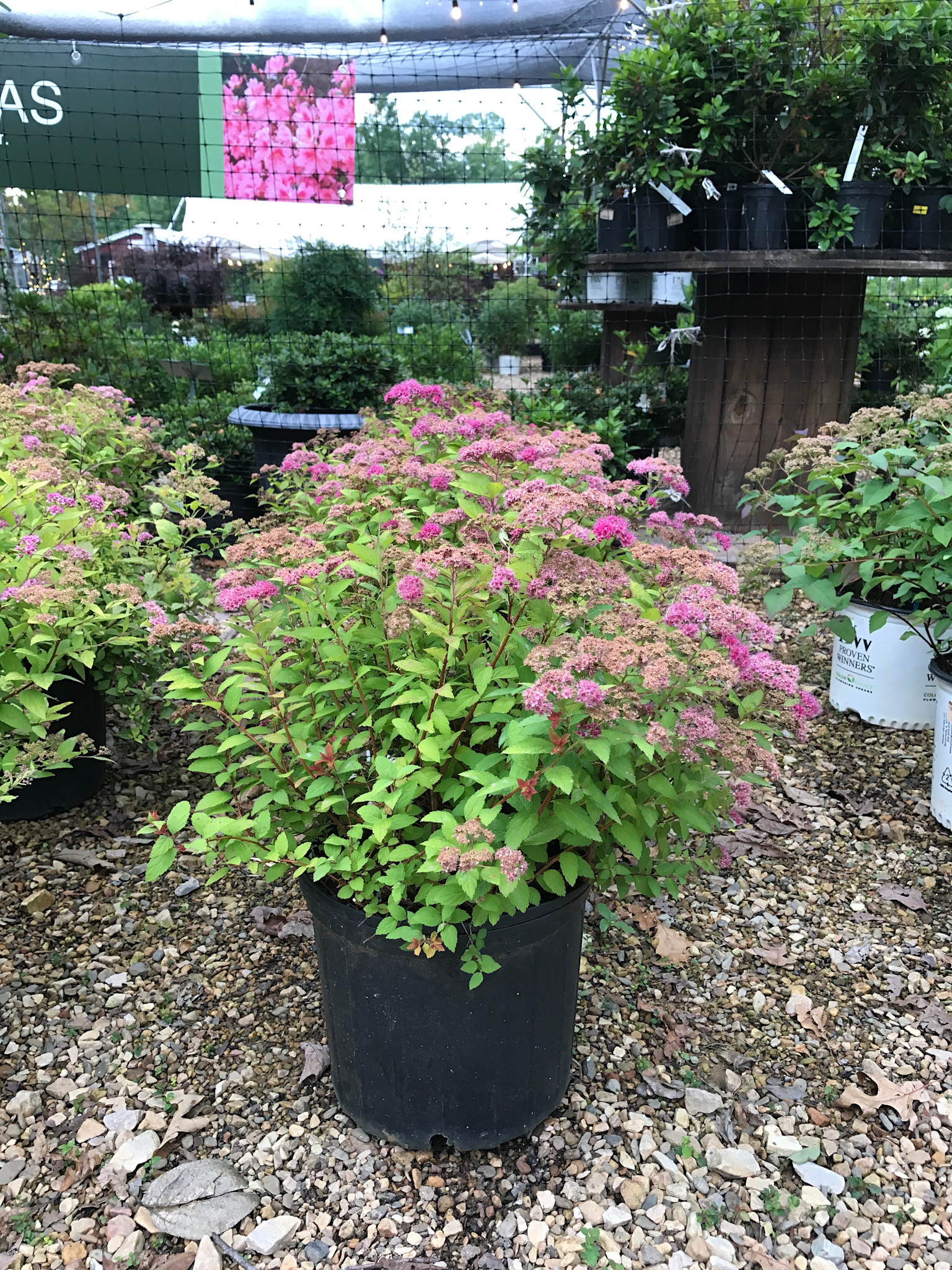 Magic Carpet Spirea