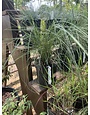 Grass Muhly Pink 1 GAL